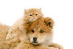 cat on dog