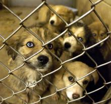 homeless dogs in shelter